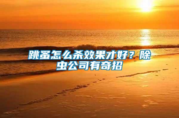 跳蚤怎么殺效果才好？除蟲公司有奇招