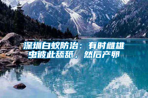 深圳白蟻防治：有時(shí)雌雄蟲彼此舔舐，然后產(chǎn)卵