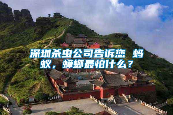 深圳殺蟲公司告訴您 螞蟻，蟑螂最怕什么？