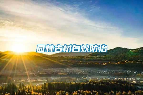 園林古樹(shù)白蟻防治
