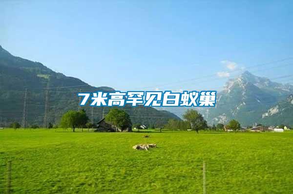 7米高罕見(jiàn)白蟻巢