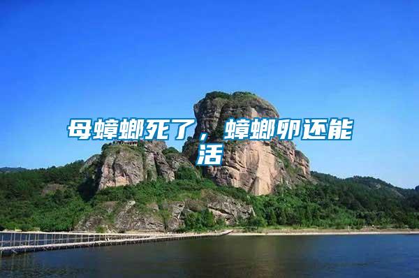母蟑螂死了，蟑螂卵還能活