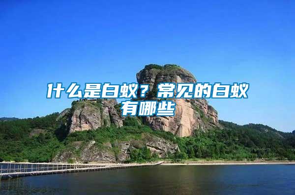 什么是白蟻？常見的白蟻有哪些