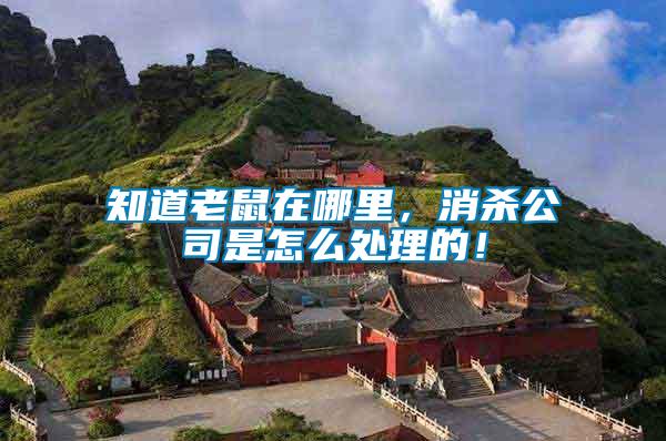 知道老鼠在哪里，消殺公司是怎么處理的！