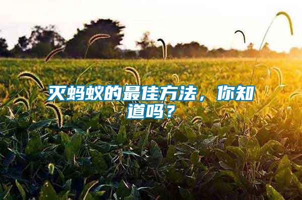 滅螞蟻的最佳方法，你知道嗎？