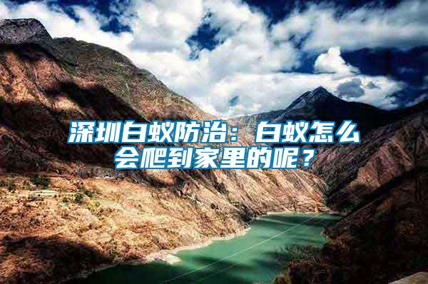 深圳白蟻防治：白蟻怎么會(huì)爬到家里的呢？