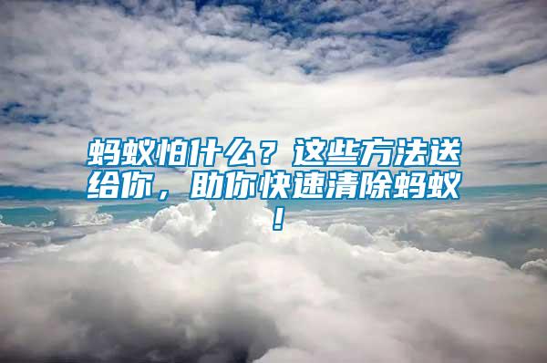 螞蟻怕什么？這些方法送給你，助你快速清除螞蟻！