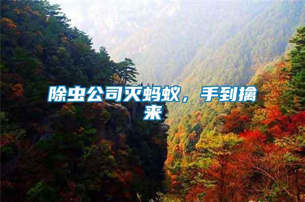 除蟲公司滅螞蟻，手到擒來