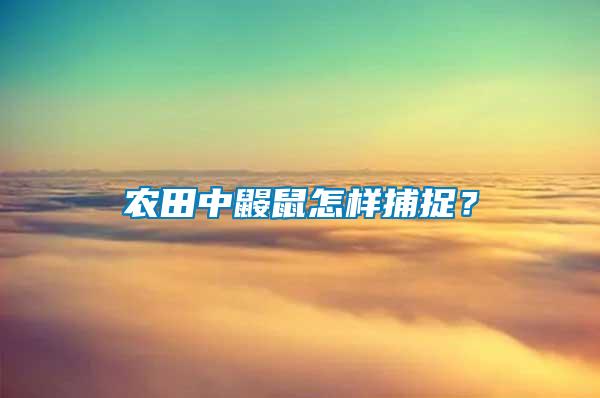 農(nóng)田中鼴鼠怎樣捕捉？