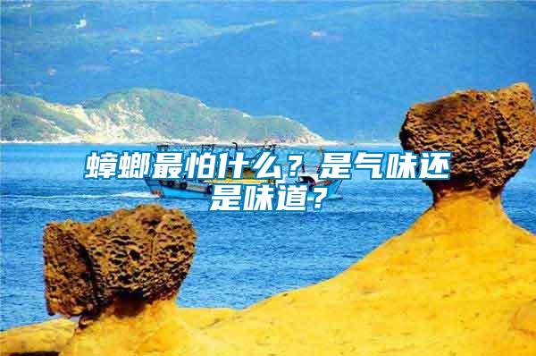 蟑螂最怕什么？是氣味還是味道？