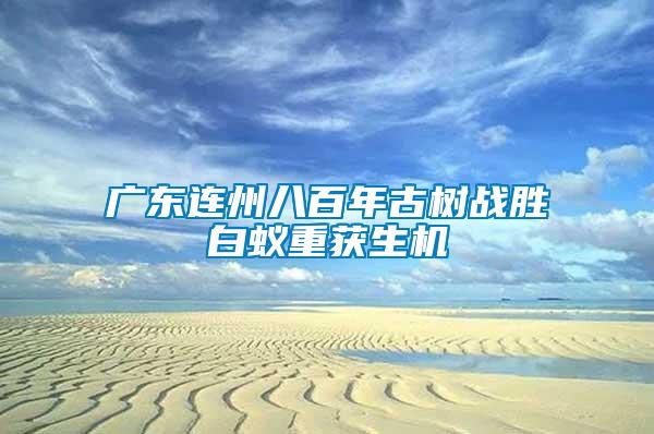 廣東連州八百年古樹戰(zhàn)勝白蟻重獲生機
