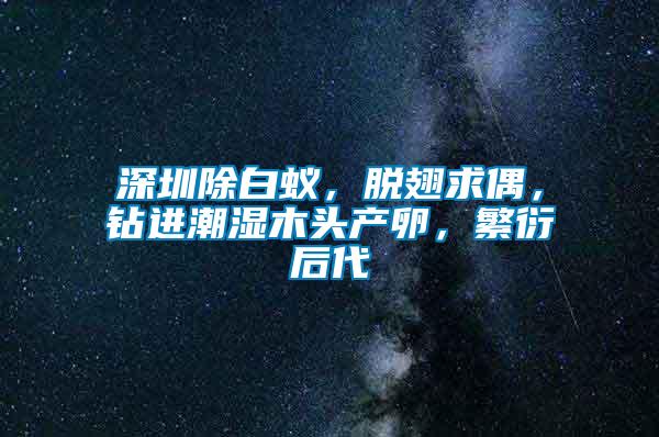 深圳除白蟻，脫翅求偶，鉆進(jìn)潮濕木頭產(chǎn)卵，繁衍后代