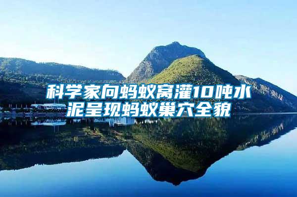 科學家向螞蟻窩灌10噸水泥呈現(xiàn)螞蟻巢穴全貌