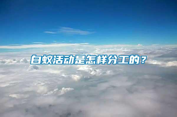 白蟻活動(dòng)是怎樣分工的？