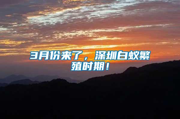 3月份來了，深圳白蟻繁殖時(shí)期！
