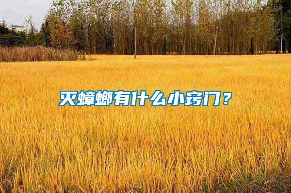 滅蟑螂有什么小竅門？