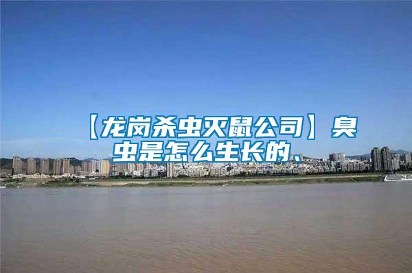 【龍崗殺蟲滅鼠公司】臭蟲是怎么生長(zhǎng)的、