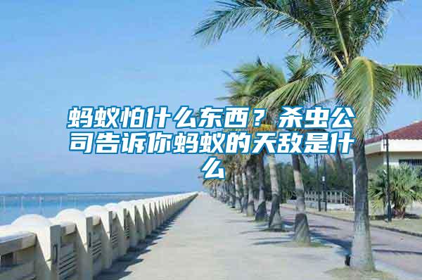 螞蟻怕什么東西？殺蟲公司告訴你螞蟻的天敵是什么