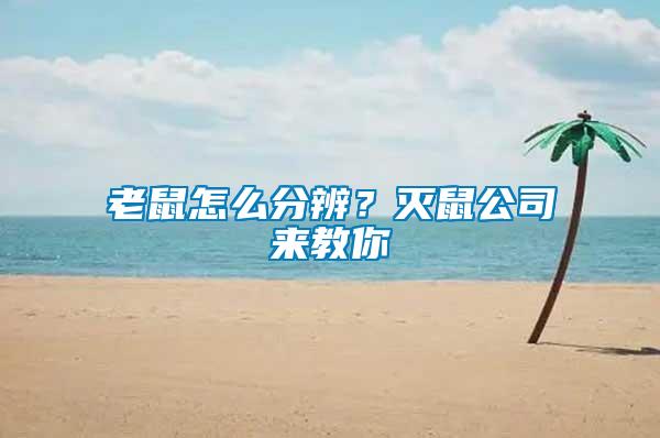 老鼠怎么分辨？滅鼠公司來教你