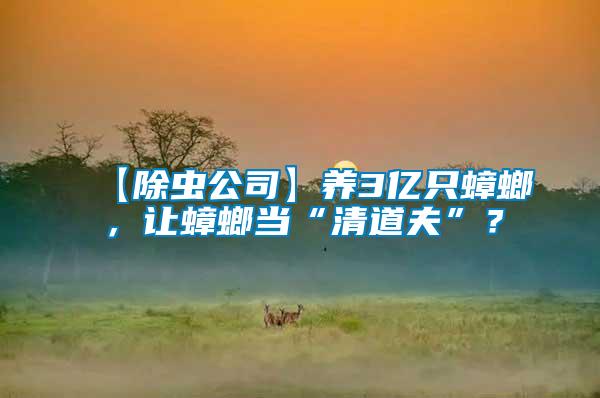 【除蟲公司】養(yǎng)3億只蟑螂，讓蟑螂當“清道夫”？