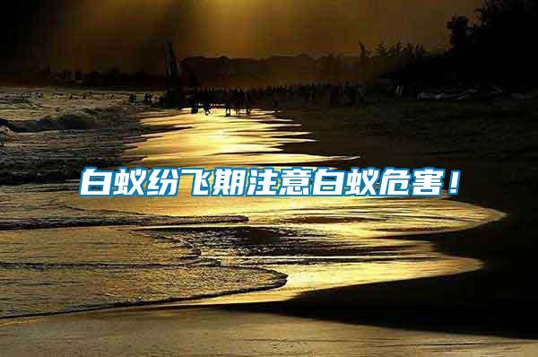 白蟻紛飛期注意白蟻危害！