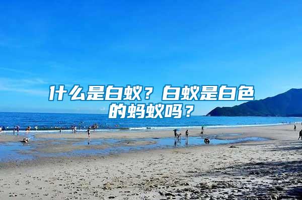 什么是白蟻？白蟻是白色的螞蟻嗎？