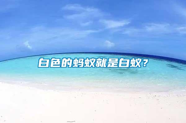 白色的螞蟻就是白蟻？