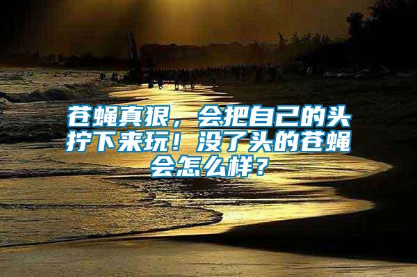 蒼蠅真狠，會把自己的頭擰下來玩！沒了頭的蒼蠅會怎么樣？