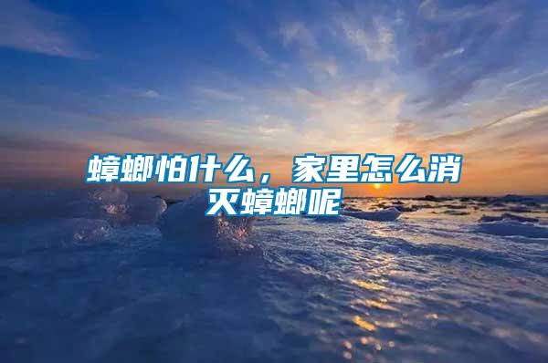 蟑螂怕什么，家里怎么消滅蟑螂呢