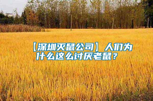 【深圳滅鼠公司】人們?yōu)槭裁催@么討厭老鼠？