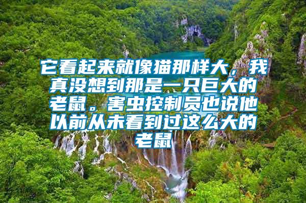 它看起來就像貓那樣大，我真沒想到那是一只巨大的老鼠。害蟲控制員也說他以前從未看到過這么大的老鼠