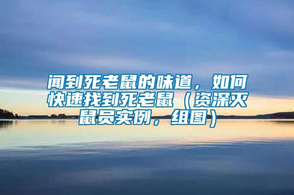 聞到死老鼠的味道，如何快速找到死老鼠（資深滅鼠員實例，組圖）