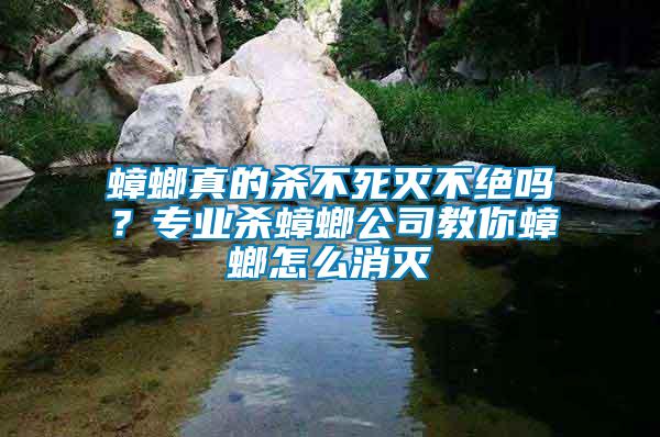 蟑螂真的殺不死滅不絕嗎？專業(yè)殺蟑螂公司教你蟑螂怎么消滅