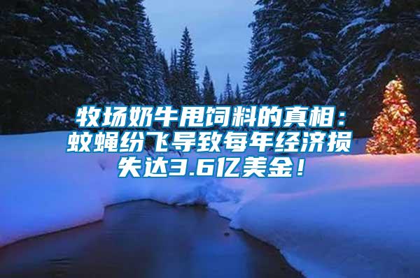 牧場奶牛甩飼料的真相：蚊蠅紛飛導致每年經(jīng)濟損失達3.6億美金！