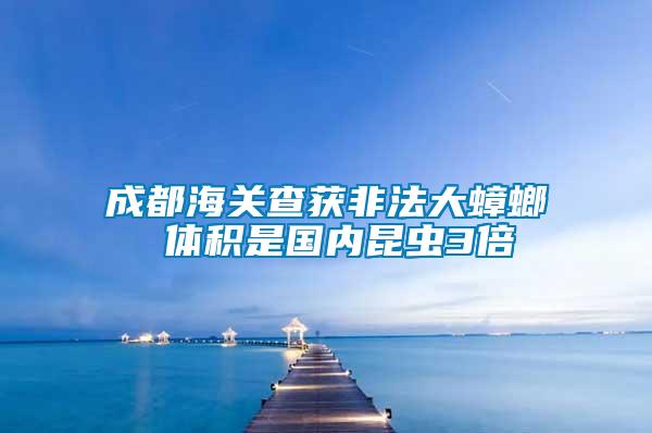 成都海關(guān)查獲非法大蟑螂 體積是國(guó)內(nèi)昆蟲3倍