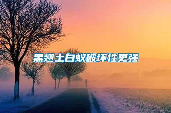 黑翅土白蟻破壞性更強