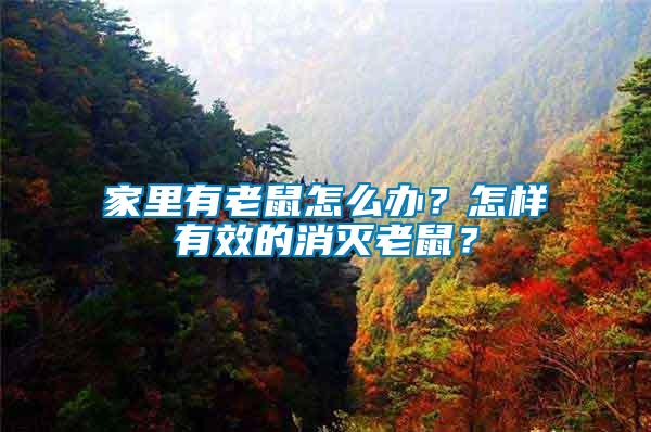 家里有老鼠怎么辦？怎樣有效的消滅老鼠？