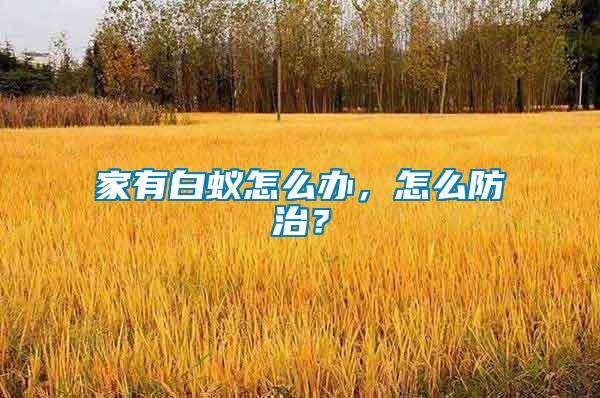 家有白蟻怎么辦，怎么防治？