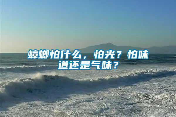蟑螂怕什么，怕光？怕味道還是氣味？