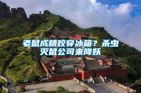 老鼠成精咬穿冰箱？殺蟲滅鼠公司來降妖