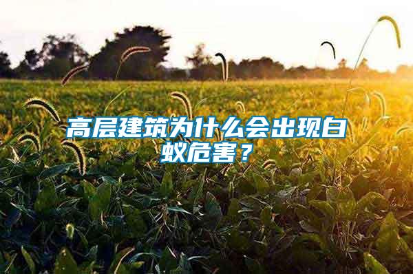 高層建筑為什么會出現(xiàn)白蟻危害？