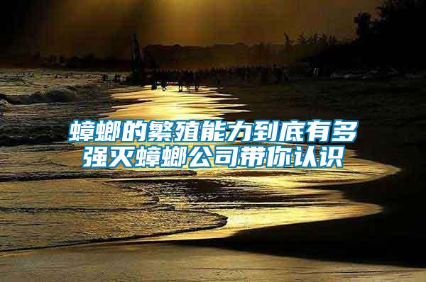 蟑螂的繁殖能力到底有多強滅蟑螂公司帶你認(rèn)識