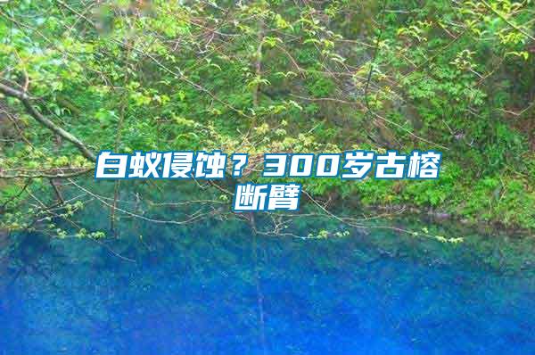 白蟻侵蝕？300歲古榕斷臂