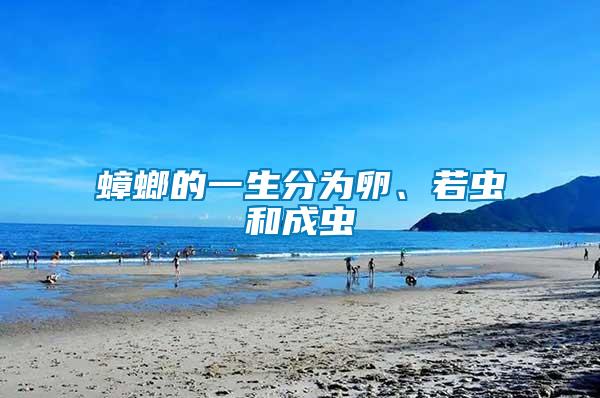 蟑螂的一生分為卵、若蟲和成蟲