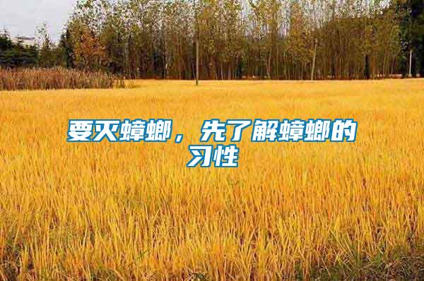要滅蟑螂，先了解蟑螂的習性