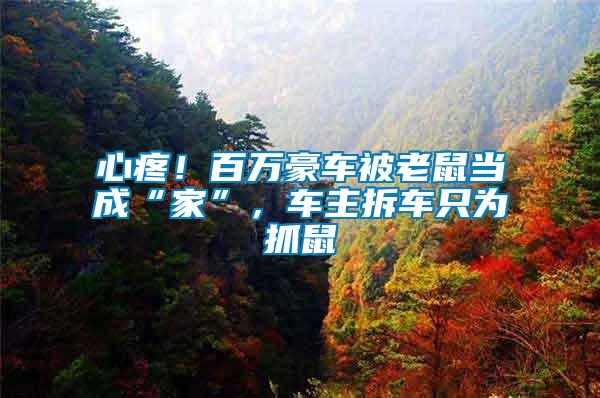 心疼！百萬豪車被老鼠當(dāng)成“家”，車主拆車只為抓鼠