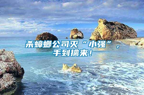 殺蟑螂公司滅“小強”，手到擒來！