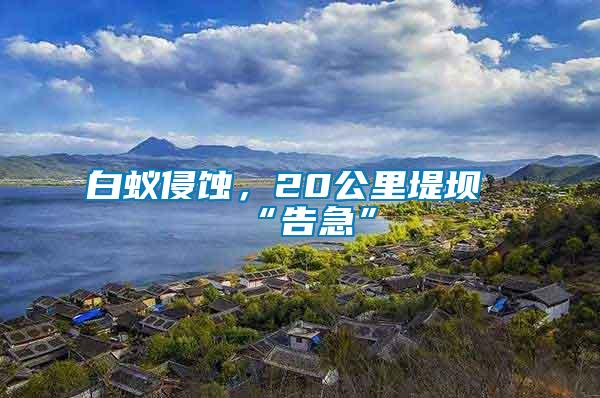白蟻侵蝕，20公里堤壩“告急”