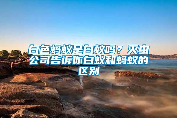 白色螞蟻是白蟻嗎？滅蟲(chóng)公司告訴你白蟻和螞蟻的區(qū)別
