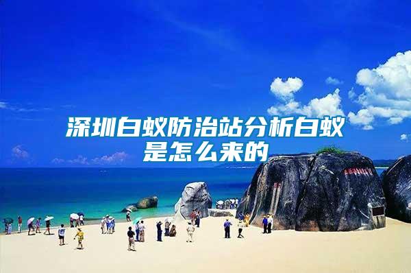 深圳白蟻防治站分析白蟻是怎么來(lái)的